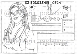 Klasa 8 - Dziedziczenie cech - KP