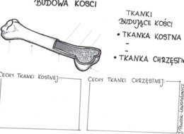 Budowa kości - karta pracy