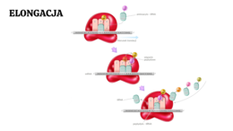 Genetyka molekularna 4 KLASA ROZSZERZENIE