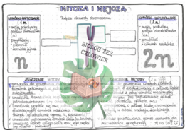Genetyka - mitoza i mejoza - kolor