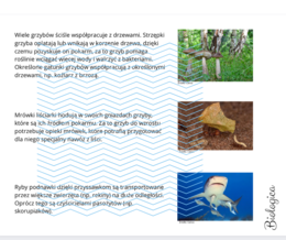 Zależności nieantagonistyczne - przykłady i opis aktywności z ich użyciem