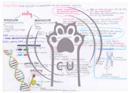 MEGA PAKA: Genetyka & Podziały Komórkowe – Notatki Wizualne: Mitoza, Mejoza, DNA, Krzyżówki genetyczne
