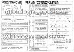 Klasa 8 - podstawowe prawo dziedziczenia - sketchnotka