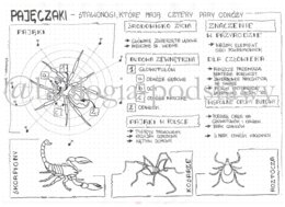 Klasa 6 - Pajęczaki - sketchnotka
