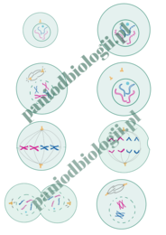 Fiszki - cykl komórkowy, mitoza, mejoza