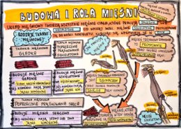Klasa 7. Biologia. Budowa i rola mięśni (dwie karty pracy: kolorowa + do uzupełnienia)