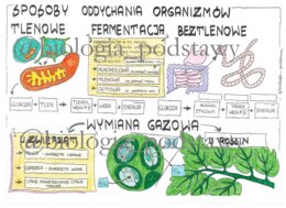 Klasa 5 - Sposoby oddychania organizmów - sketchnotka