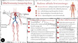 Sketchnotka „. Układ krwionośny transportuje krew” w power point do edycji, PRZYRODA do klasy 4 – dział IV „Odkrywamy tajemnice ciała człowieka”
