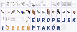 Europejski Dzień Ptaków - oprawa wydarzenia szkolnego