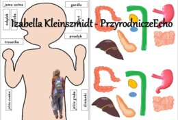 Budowa układu pokarmowego - układanka do zalaminowania. Przyroda 4 / Biologia 7. Trawienie i wchłanianie pokarmu.
