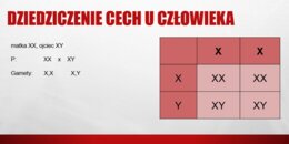 Dziedziczenie płci u człowieka