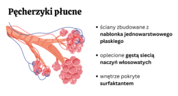 układ oddechowy KLASA 3 ROZSZERZENIE BIOLOGIA