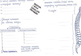 Rola i budowa szkieletu osiowego - część 1 - KP