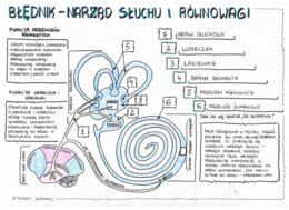 Blędnik - Ucho - klasa 7 - sketchnotka