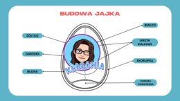 Wklejka - budowa jajka