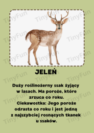 Mieszkańcy lasu – karty edukacyjne| Międzynarodowy Dzień Lasu