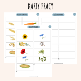 ROŚLINY UPRAWNE: OKOPOWE, ZBOŻOWE, OLEISTE, WŁÓKNISTE - PLANSZE EDUKACYJNE, WKLEJKI, KARTY PRACY
