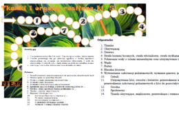 Tkanki i organy roślinne kl. 5- gra planszowa