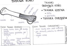 Budowa kości