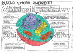 Budowa komórki zwierzęcej - klasa 5 - sketchnotka