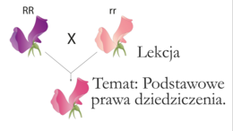 Klasa 8 - Podstawowe prawo dziedziczenia - prezentacja