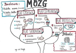 Klasa 7. Biologia. Mózg