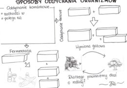 Sposoby oddychania organizmów (KP 1)