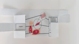 Mięśnie - okienkowa notatka