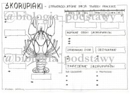 Klasa 6 - Skorupiaki - karta pracy