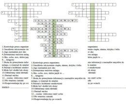 Układ nerwowy - powtórzenie wiadomości dla klasy 4