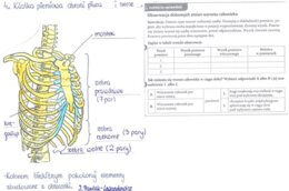 Rola i budowa szkieletu osiowego - część 2