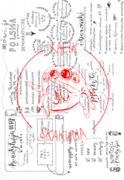 III Rzeczpospolita - Konstytucyjne Zasady Ustrojowe (1 + 1 GRATIS) - rysnotka / sketchnotka / infografika / notatka - WOS / HISTORIA / HIT