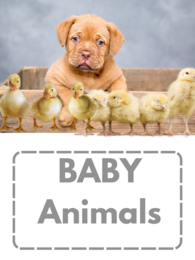 Baby animals- karty obrazkowe