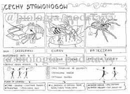 Klasa 6 - Cechy stawonogów - sketchnotka