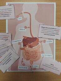 Trawienie pokarmu - karta pracy