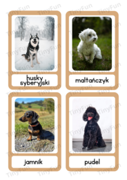 🐶 Rasy Psów – Karty Edukacyjne