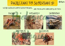 Pajęczaki to słodziaki :)