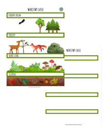 WARSTWY LASU - PLANSZA EDUKACYJNA + KARTA PRACY DLA UCZNIÓW