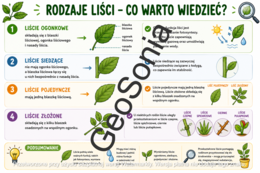 Liść - wytwórnia pokarmu biologia klasa 5 sketchnotka