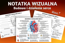 BUDOWA I DZIAŁANIE SERCA - sketchnotka, notatka wizualna, graficzna, karta pracy, praca domowa - klasa 7, biologia, Puls Życia