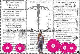 Sketchnotka/książeczka/notatka/wklejka/ściąga dla ucznia i przypomnienie dla nauczyciela/edukacja domowa. Temat „Korzeń - organ podziemny rośliny”. Materiał w pdf. Biologia 5, dział „Tkanki i organy roślinne”. Nowość 2024/2025.