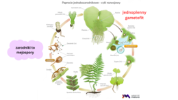 mchy + paprotniki 2 KLASA BIOLOGIA ROZSZERZONA