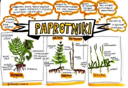 Klasa 5. Biologia. Paprotniki (karta pracy kolorowa)