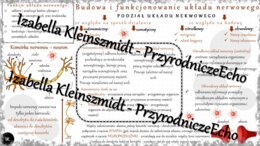 Sketchnotka - notatka „Budowa i funkcje układu nerwowego” wykonana w power point do edycji. Biologia 7; „Regulacja nerwowo-hormonalna”