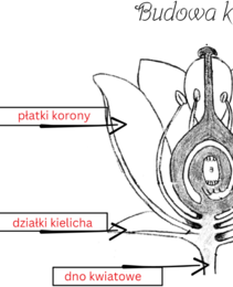 Budowa kwiatu - do uzupełnienia