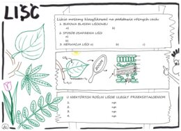 Liść - Karta pracy