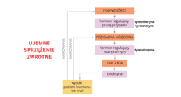 Układ hormonalny 3 KLASA ROZSZERZENIE BIOLOGIA