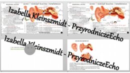 Minizestaw na temat „Ucho - narząd słuchu i równowagi” – sketchnotka + karta pracy w power point + gratisowy link do prezentacji multimedialnej niekomercyjnej wykonanej w genial.ly do indywidualnego pobrania i użycia do celów niekomercyjnych. Biologia 7,