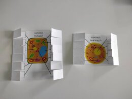 Komórki - okienkowa notatka