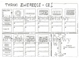 Klasa 6 - Tkanki: nabłonkowa, mięśniowa, nerwowa - KP
